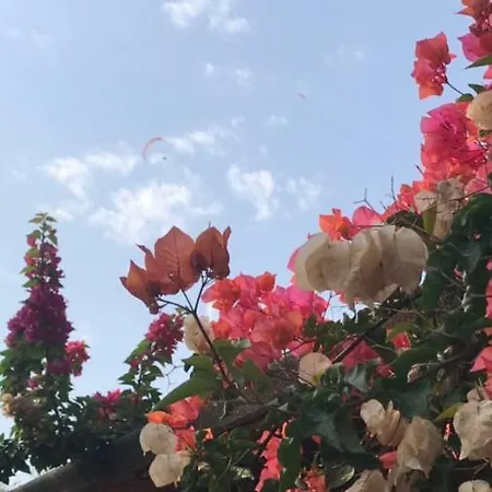 Oba オルデニズ
